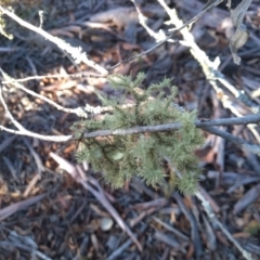 Usnea sp. (genus) at Cooma, NSW - 24 Apr 2022 03:26 PM