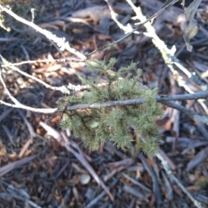 Usnea sp. (genus) at Cooma, NSW - 24 Apr 2022