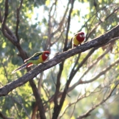 Platycercus eximius (Eastern Rosella) at Chiltern, VIC - 23 Apr 2022 by KylieWaldon