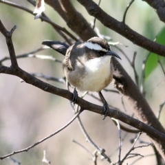 Pomatostomus superciliosus (White-browed Babbler) at Chiltern, VIC - 24 Apr 2022 by KylieWaldon