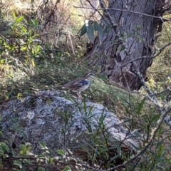 Cinclosoma punctatum (Spotted Quail-thrush) at Namadgi National Park - 24 Apr 2022 by Rebeccajgee