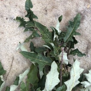 Solanum cinereum at Garran, ACT - 24 Apr 2022