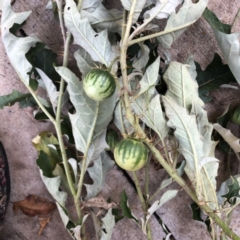 Solanum cinereum at Garran, ACT - 24 Apr 2022 04:23 PM