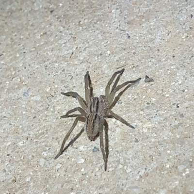 Miturga sp. (genus) (Unidentified False wolf spider) at Jacka, ACT - 23 Apr 2022 by woyapp