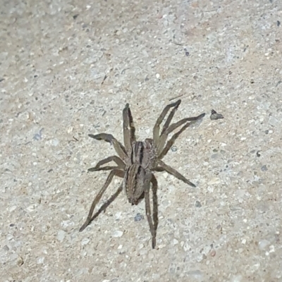 Miturga sp. (genus) (Unidentified False wolf spider) at Jacka, ACT - 23 Apr 2022 by EmmaCollins