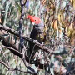 Callocephalon fimbriatum (Gang-gang Cockatoo) at Chiltern, VIC - 24 Apr 2022 by KylieWaldon