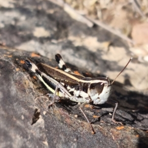 Macrotona australis at Rendezvous Creek, ACT - 24 Apr 2022