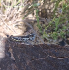 Macrotona australis at Rendezvous Creek, ACT - 24 Apr 2022