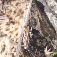 Macrotona australis at Rendezvous Creek, ACT - 24 Apr 2022