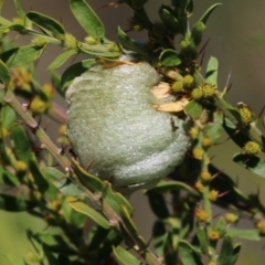 Mantidae - egg case (family) (Egg case of praying mantis) at Chiltern, VIC - 24 Apr 2022 by KylieWaldon