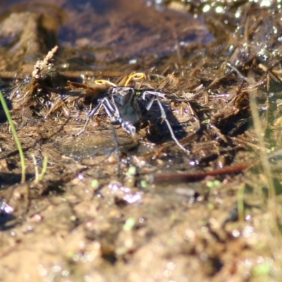 Fabriogenia sp. (genus) (Spider wasp) at Chiltern, VIC - 24 Apr 2022 by KylieWaldon