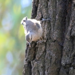 Climacteris picumnus victoriae (Brown Treecreeper) at Chiltern, VIC - 24 Apr 2022 by KylieWaldon