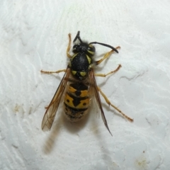 Vespula germanica (German Yellowjacket Wasp (also known as European Wasp)) at McKellar, ACT - 23 Apr 2022 by Amata