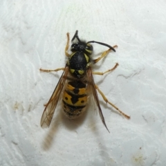 Vespula germanica (European wasp) at McKellar, ACT - 23 Apr 2022 by Amata