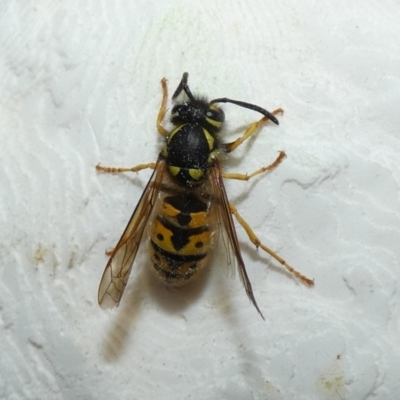 Vespula germanica (European wasp) at McKellar, ACT - 23 Apr 2022 by Amata