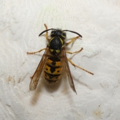 Vespula germanica at McKellar, ACT - 23 Apr 2022