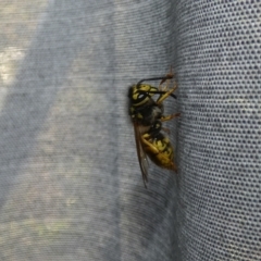 Vespula germanica at McKellar, ACT - 23 Apr 2022