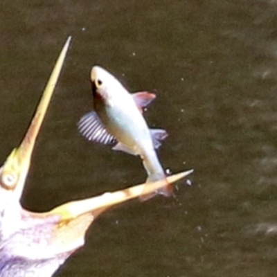 Perca fluviatilis (Redfin) at Stranger Pond - 24 Apr 2022 by RodDeb