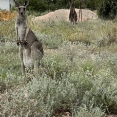 Macropus giganteus (Eastern Grey Kangaroo) at Lightning Ridge, NSW - 24 Apr 2022 by SimoneC