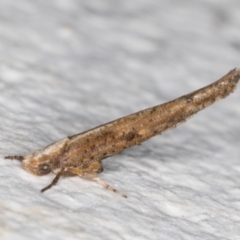 Zelleria cynetica (Rectangular Ermine Moth) at Melba, ACT - 17 Mar 2022 by kasiaaus