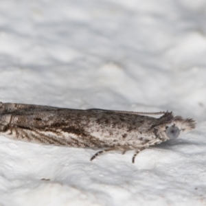 Holocola (genus) at Melba, ACT - 17 Mar 2022