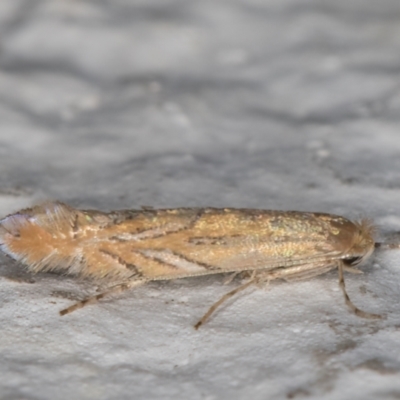 Phyllonorycter messaniella (Zeller's Midget, Gracillariidae) at Melba, ACT - 17 Mar 2022 by kasiaaus