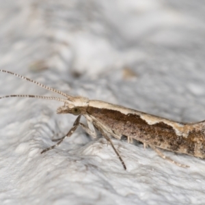 Plutella xylostella at Melba, ACT - 17 Mar 2022