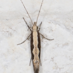 Plutella xylostella at Melba, ACT - 17 Mar 2022