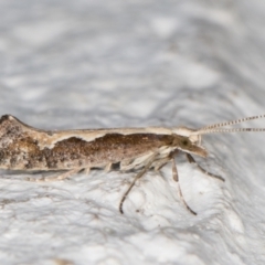 Plutella xylostella at Melba, ACT - 17 Mar 2022