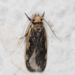 Hoplostega ochroma (a Eulechria Group moth) at Melba, ACT - 17 Mar 2022 by kasiaaus