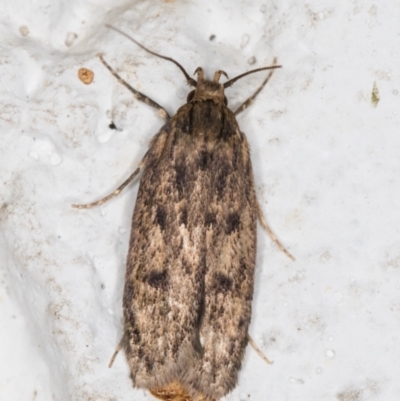 Hofmannophila pseudospretella (Brown House Moth) at Melba, ACT - 17 Mar 2022 by kasiaaus