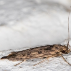 Hofmannophila pseudospretella at Melba, ACT - 18 Mar 2022