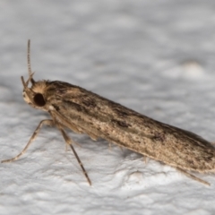 Hofmannophila pseudospretella at Melba, ACT - 18 Mar 2022