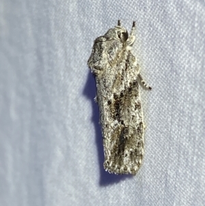 Agriophara confertella at Jerrabomberra, NSW - 24 Apr 2022