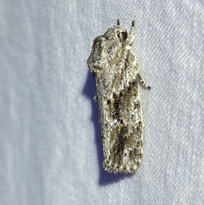 Agriophara confertella (A Concealer moth) at Jerrabomberra, NSW - 24 Apr 2022 by Steve_Bok