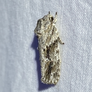 Agriophara confertella at Jerrabomberra, NSW - suppressed