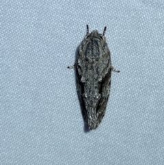 Agriophara confertella at Jerrabomberra, NSW - suppressed