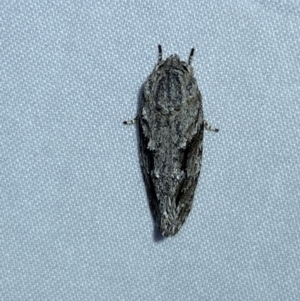 Agriophara confertella at Jerrabomberra, NSW - suppressed