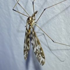 Ischnotoma (Ischnotoma) eburnea (A Crane Fly) at Jerrabomberra, NSW - 24 Apr 2022 by SteveBorkowskis