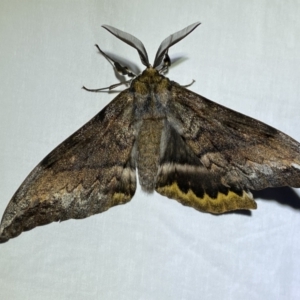 Chelepteryx collesi at Jerrabomberra, NSW - 24 Apr 2022