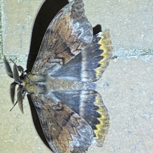 Chelepteryx collesi at Jerrabomberra, NSW - 24 Apr 2022