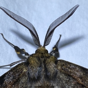 Chelepteryx collesi at Jerrabomberra, NSW - 24 Apr 2022