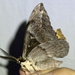 Chelepteryx collesi at Jerrabomberra, NSW - 24 Apr 2022