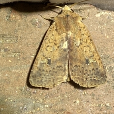 Diarsia intermixta (Chevron Cutworm, Orange Peel Moth.) at Jerrabomberra, NSW - 25 Apr 2022 by SteveBorkowskis