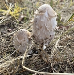 Coprinus comatus (Shaggy Ink Cap) at Latham, ACT - 25 Apr 2022 by JaneLatham