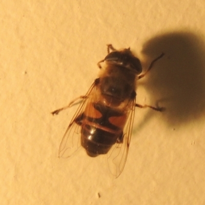 Eristalis tenax (Drone fly) at Pollinator-friendly garden Conder - 1 Jan 2022 by michaelb