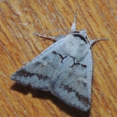 Pantydia sparsa (Noctuid Moth) at Pollinator-friendly garden Conder - 1 Jan 2022 by michaelb