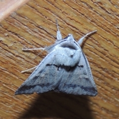 Pantydia sparsa at Conder, ACT - 1 Jan 2022 10:23 PM