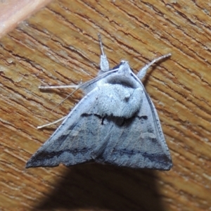 Pantydia sparsa at Conder, ACT - 1 Jan 2022 10:23 PM