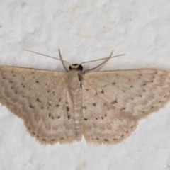 Idaea philocosma (Flecked Wave) at Melba, ACT - 18 Mar 2022 by kasiaaus